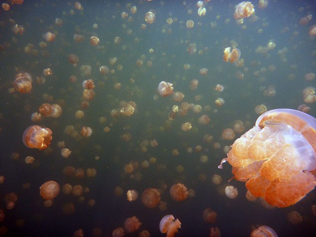 Jellyfish Lake, Palau