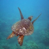 Hawksbill sea turtle at Maui, Hawaii