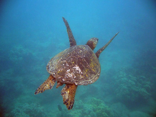 Hawksbill sea turtle at Maui, Hawaii