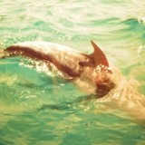 Seinämien juuressa tutkimusretkellä, delfiinit tulivat moikkaamaan