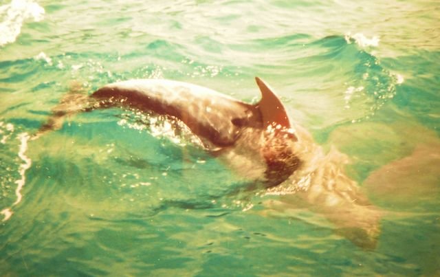 Seinämien juuressa tutkimusretkellä, delfiinit tulivat moikkaamaan