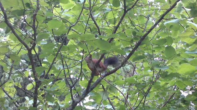 Neighbour Watching Me