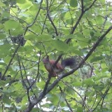 Neighbour Watching Me