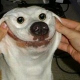 Opeta koirasi hymyilemään, tai katso tätä pokkana!