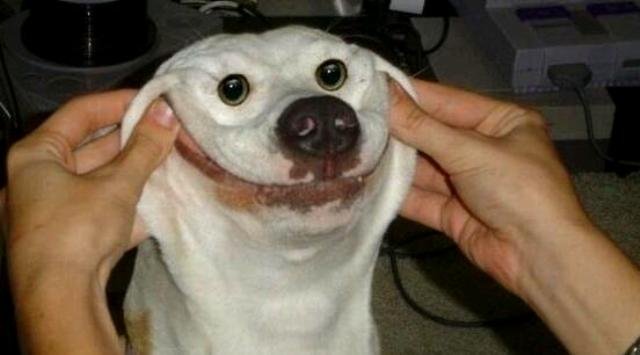 Opeta koirasi hymyilemään, tai katso tätä pokkana!