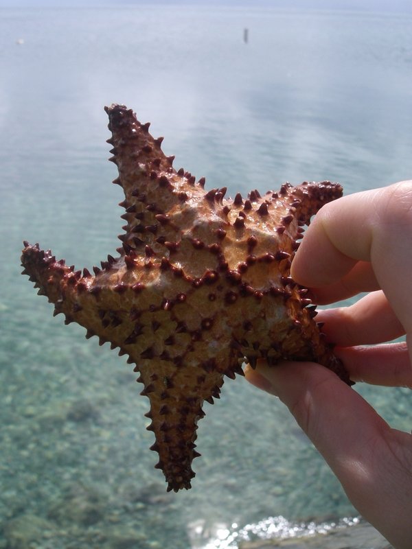 Starfish!