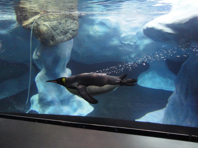 Loro parque, Tenerife