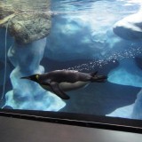 Loro parque, Tenerife