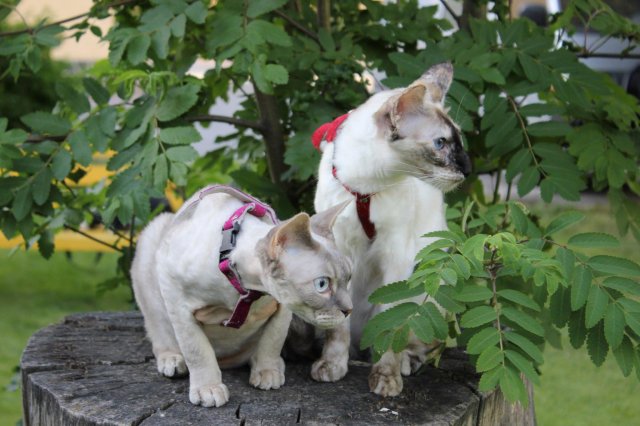 Minun rakkaat kissani Devon Rex poika Caspian ja balineesi tyttö Cinta.