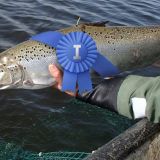 Suomalaisen kalaurheilun ensimmäinen sankari