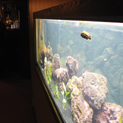 Valtava akvaario on yksi Bar & Café Tropicanan näyttävimmistä sisustuselementeistä.