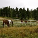 Retki Itä-Vantaalle: Kartanoita, hevosia ja luontoa