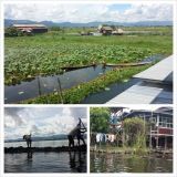 Lootuskukkaviljelmä Inle järvellä Burmassa / Myanmarissa.