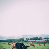 Viikin lehmät