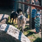 Haltialan kotieläintila