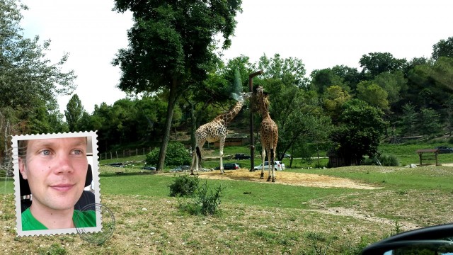 Eläintarhassa oli suloisia kirahveja, jotka tallustelivat safarilla suoraan autojen välistä.
