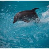 Delfiini ui pinnan päällä pelkällä pyrstöllään. Siihen ei kovin moni ihminen pysty.