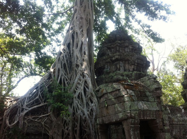 Puut olivat vallaneet muutamia temppeleitä.
