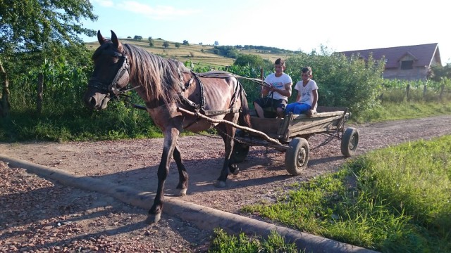 Romaniassa käytetään vielä paljon hevosia ja heinää leikataan usein käsin viikatteella.