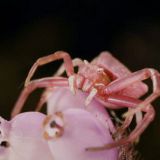 "Crab spider" (kuva Googlesta)