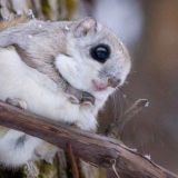 Liito-orava (kuva: Wikipedia/Tokumi)