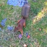 Kotikorttelissani voin seurata vaikka oravien puuhia.