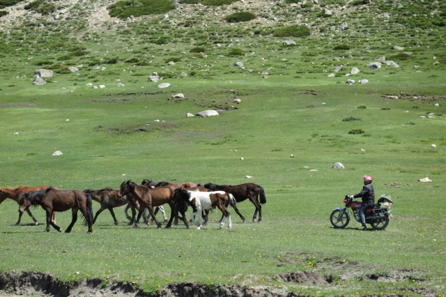 Kazakki paimentaa hevosiaan. Osa Kazakeista paimentaa hevosella ratsastaen, osa paimentaa mopolla.