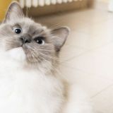 Suomen suosituimmat kissarodut julkistettiin