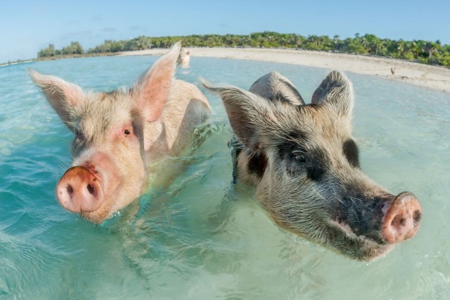 Kuvassa ei ole festarin järjestäjät tai yleisöä, vaan kuuluisia bahamalaisia uivia sikoja.