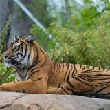 Raitaisia kissapetoja juhlitaan Korkeasaaressa kansainvälisenä tiikeripäivänä