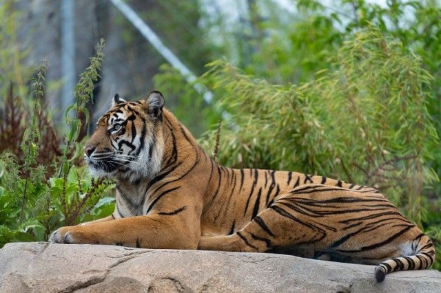 Tiikeri on maailman suurin kissaeläin ja uhanalainen.