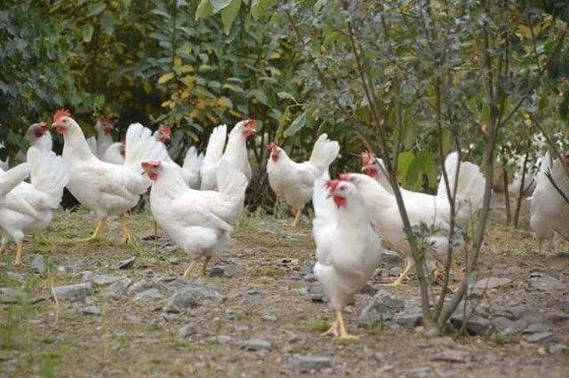 Välttilän ulkokanalassa kanat saavat ulkoilla vapaasti ympäri vuoden.