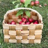 Omenasato ollut varsin runsas – Omat ylijäämäomput voi lahjoittaa herkkusuille