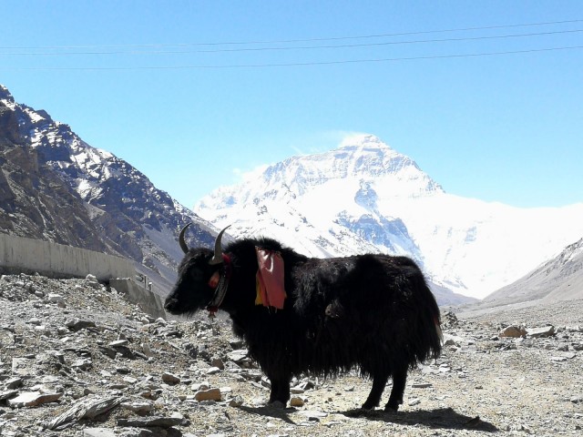 Jakkihärkä Tiibetissä. Taustalla maailman korkein vuori Mount Everest.