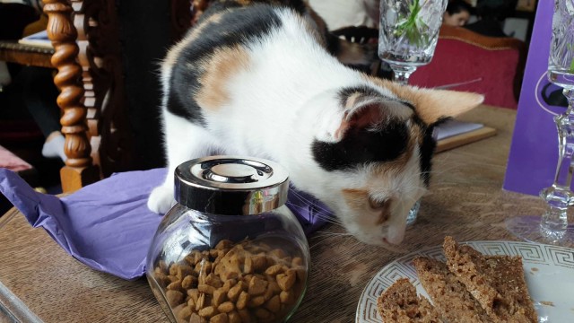 Vaikka kissat maistelisivat mielellään ihmisten herkkuja, heille saa antaa vain kissoille sopivaa ruokaa, kuten kissanraksuja