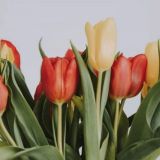 Beautiful Tulip Flower
