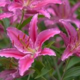 Pink Lilies For Your Special Occasion