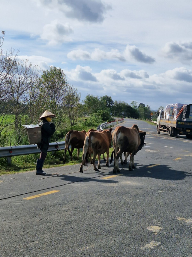 Vietnamissa tämä on ihan normaalia kaikilla teillä, myös highwayllä tuli välillä vesipuhveleita ja lehmiä vastaan.