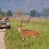 A Wildlife Enthusiast’s Guide to the Best Safaris in India