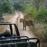 A Wildlife Enthusiast’s Guide to the Best Safaris in India