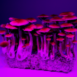 Psykedeelisistä sienistä apua migreeniin ja masennukseen?