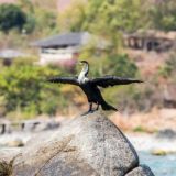 Best wildlife National parks in Rajasthan India