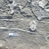 Historian ensimmäinen peppujälkifossiili löydetty - nyt tiedämme, että eläimet ovat tehneet tätä aina