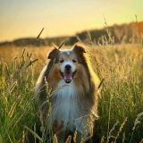 Surullisia uutisia: rakastettu Seppo-koira on poissa