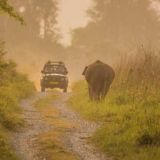 Top Wildlife Sanctuaries and Jungle Safari Destinations in India