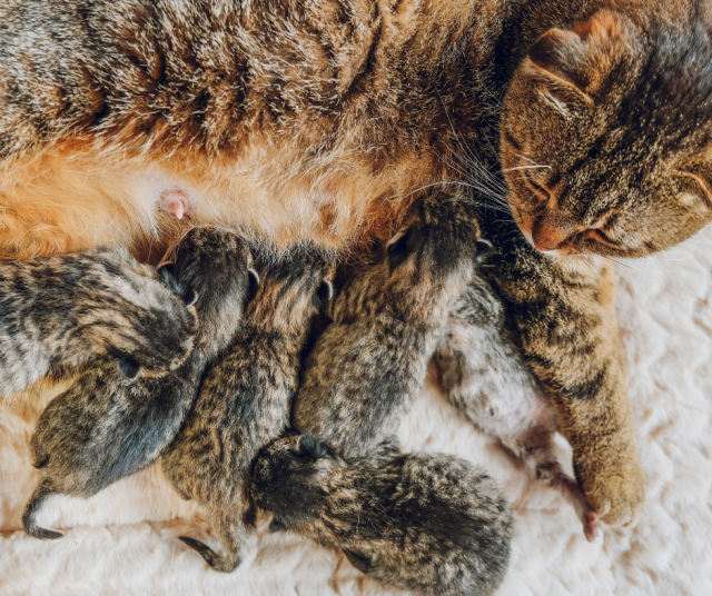 Kuvan kissat eivät liity tapaukseen.