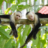 Jokaisella narsistilla on oma “lentävä apinansa” – tätä se tarkoittaa