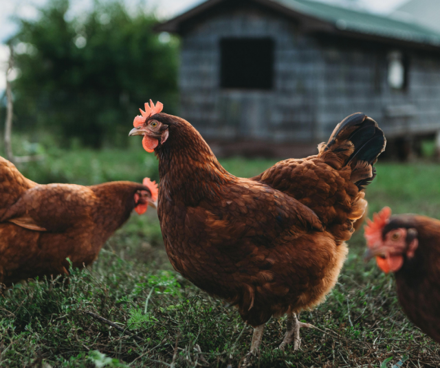 Kuvan kanat eivät tiettävästi asu Neelemanien farmilla, mutta jotkut varmasti muistavat Hannahin synttärilahjan: paketista paljastui Euroopan-matkan sijaan esiliina kanamunien keräämiseen.