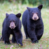 Pöyhkeät karhut murtautuivat Coloradossa kuntosalille ja joivat proteiinijuomia