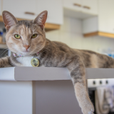 Turvakamera paljasti: kissa pudotti kuolleen hiiren ihmisperheen päivälliseen — katso kuvat